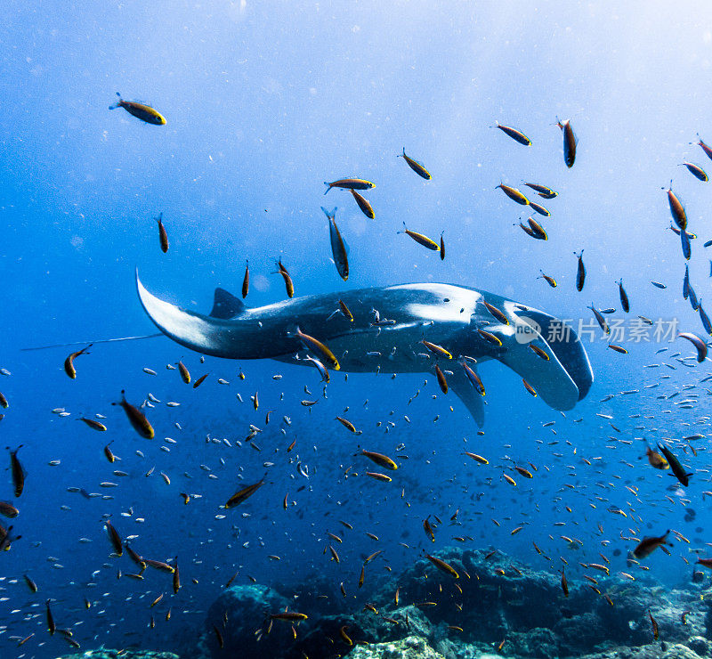 远洋蝠鲼(Manta birostris)游过清洁站。在世界自然保护联盟的红色名单中，这些优雅的动物正在成为野外罕见的景象。